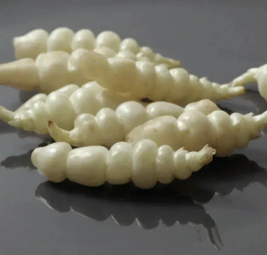 Chinese Artichoke Tubers - 3 Planting Tubers - Stachys Affinis - USA Grown