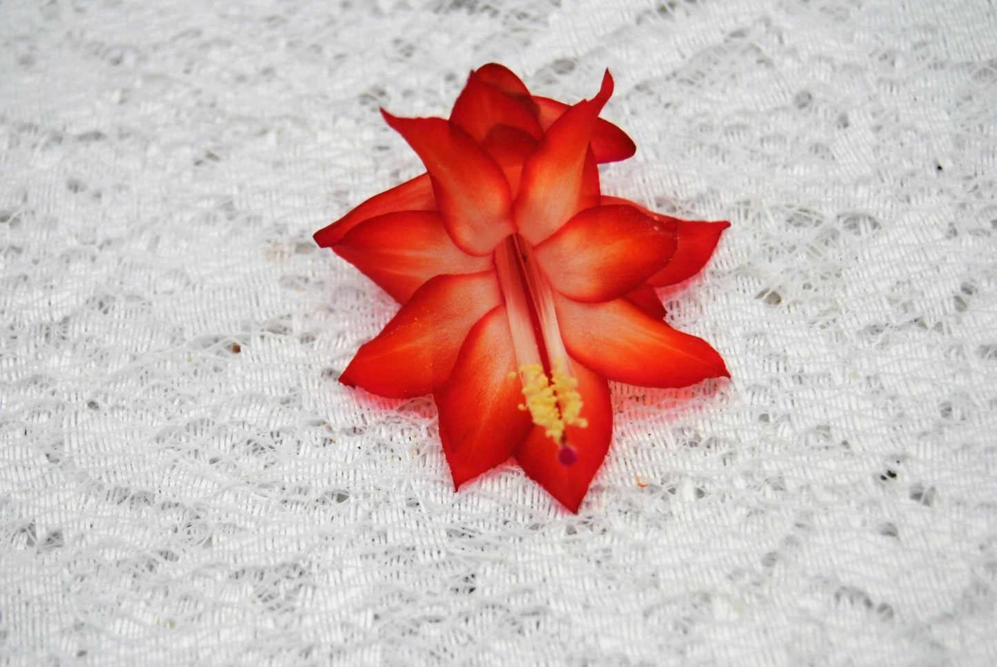 Christmas Cactus Starter Plant - Well Rooted Schlumbergera Truncata Ara Brazil Variety