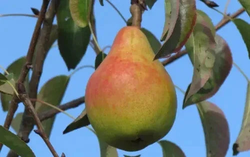 Ananas de Courtrai Pear Seeds – 25+ Organic Pyrus communis Fruit Tree Seeds for Home Garden Planting, USA Grown