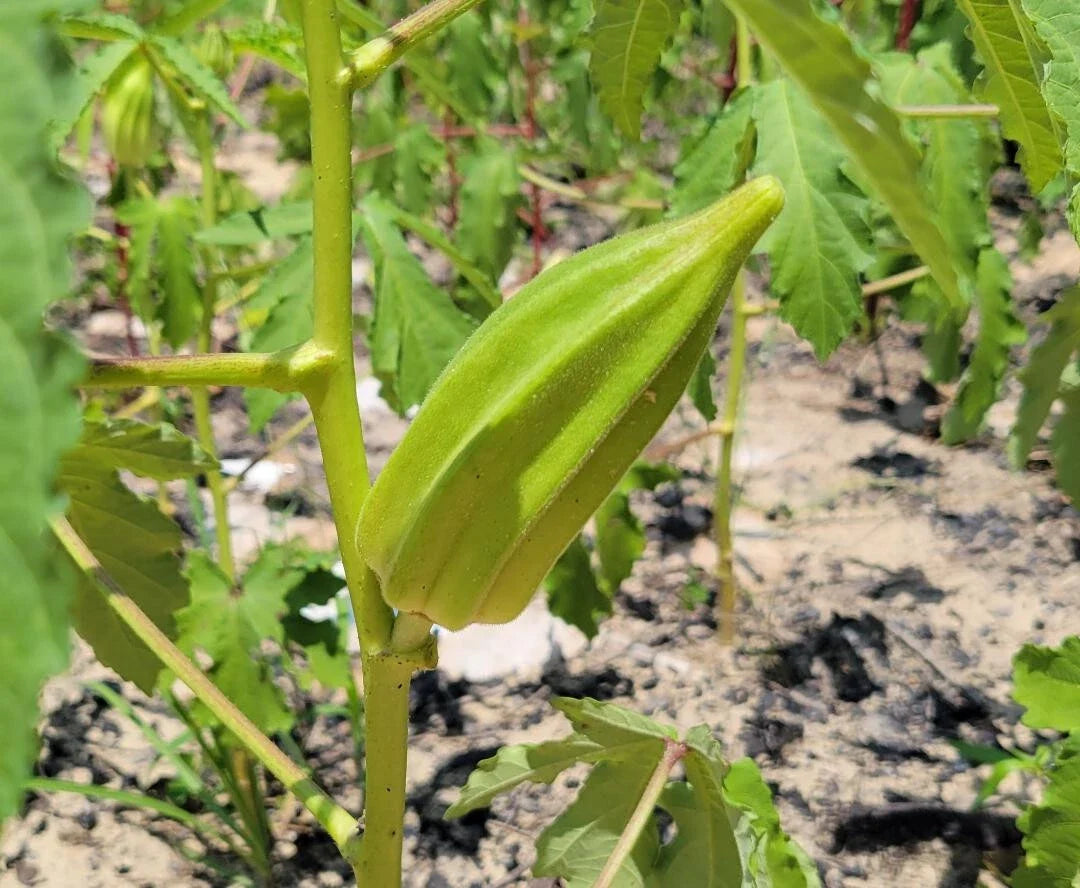 Beck's Big Buck Okra Seeds | Heirloom Abelmoschus esculentus | 15 Seeds for Bountiful Harvest, Florida Grown