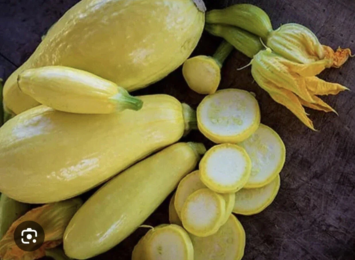 Straightneck Summer Squash Seeds - Non-GMO, Open Pollinated, Cucurbita pepo, Early Prolific, Bountiful Harvest