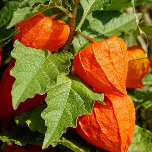 Chinese Lantern Seeds - 100+ Heirloom Non-GMO Physalis Franchetti from USA
