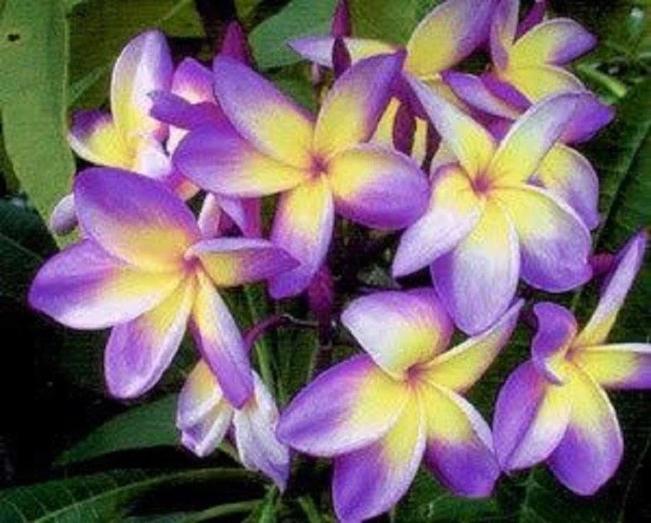 Plumeria Seeds - 5 Yellow Purple Flower Perennial Tropical Plant - Plumeria rubra Seeds for Garden or Pot