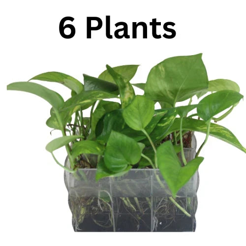 Rooted Starter Plants Cuttings Golden Pothos Epipremnum aureum Indoor Houseplant Easy Care