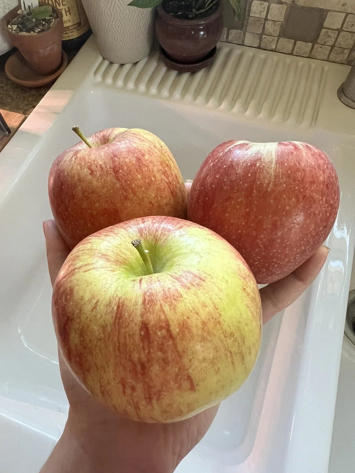 Organic Envy Apple Seeds - Non-GMO Fruit Tree Pack of 5 for Home Gardens, Sweet Edible Apple, Malus domestica