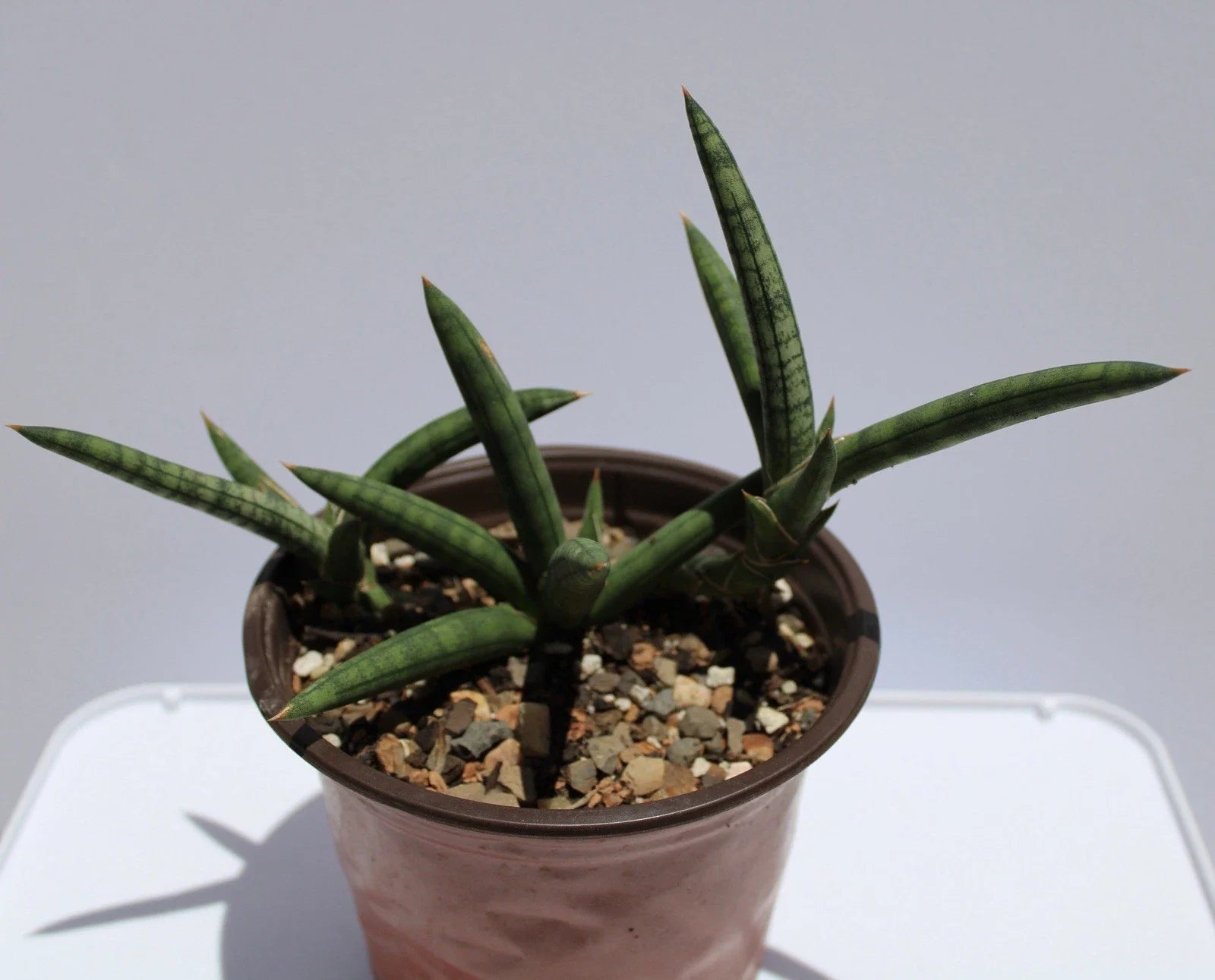 Sansevieria Cylindrica Variegated Live Succulent Plant – Rooted Indoor Houseplant, Drought-Resistant, Air-Purifying, Rare Variegated Leaf