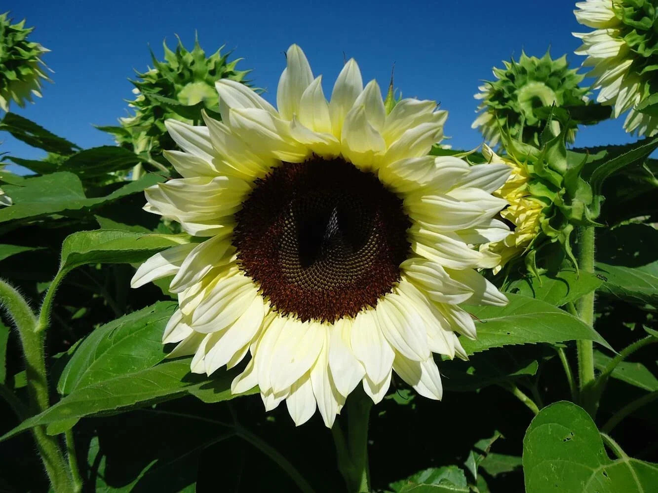 Sunflower Seeds - Pro Cut White Nite - White Petaled Helianthus annuus - Easy to Grow, Attracts Pollinators, Cut Flower Friendly