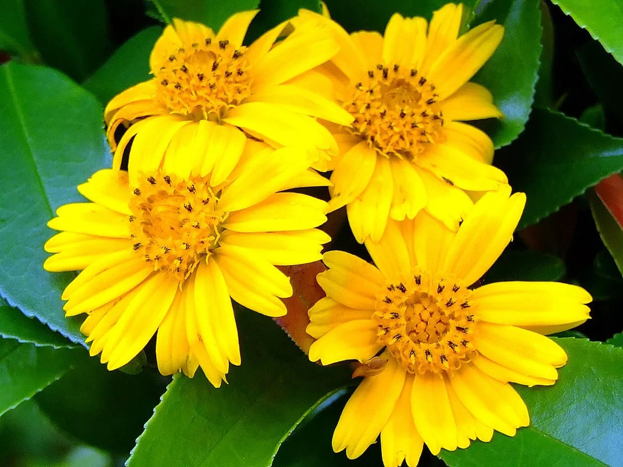 Live Rooted Vine Cuttings - Wedelia Trilobata Perennial Ground Cover with Yellow Flowers, 12 Pack