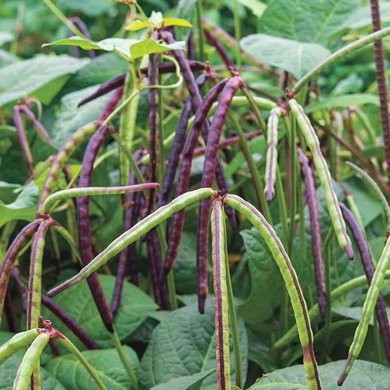 Pinkeye Purple Hull Pea Seeds NON-GMO Heirloom Southern Cowpea