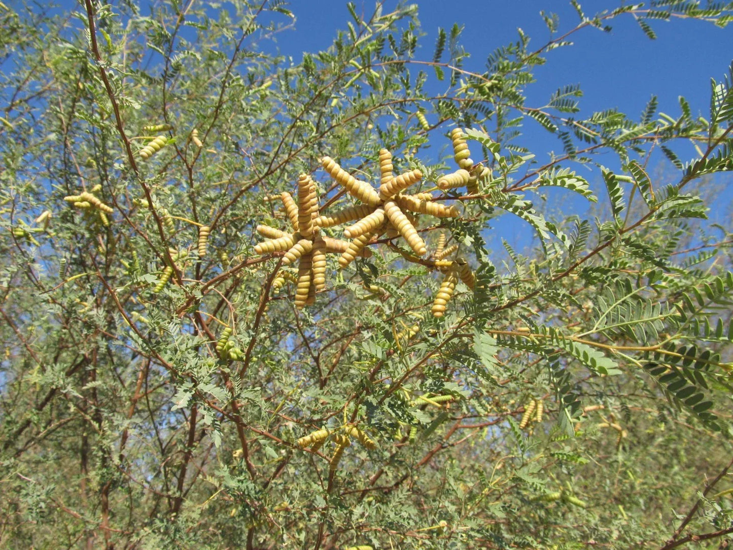Screw Bean Mesquite Tree Seeds - 10 Seed Pods - Prosopis Pubescens - Drought-Tolerant Native Tree