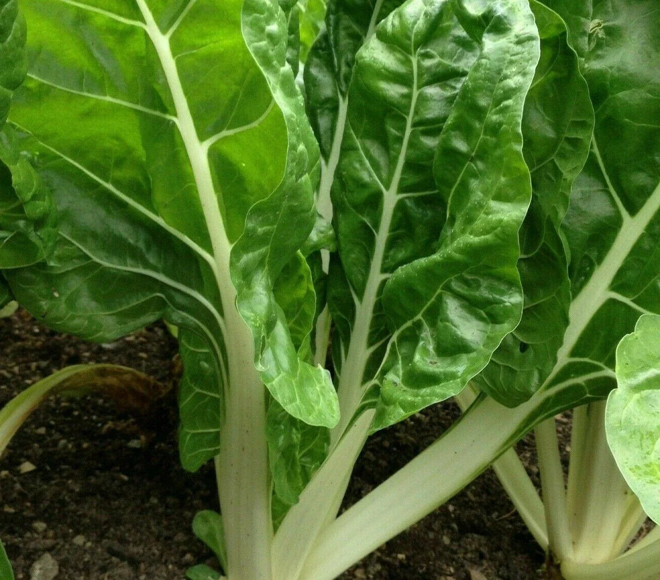 Swiss Chard Seeds Fordhook Giant - Heat Tolerant Greens Beta vulgaris