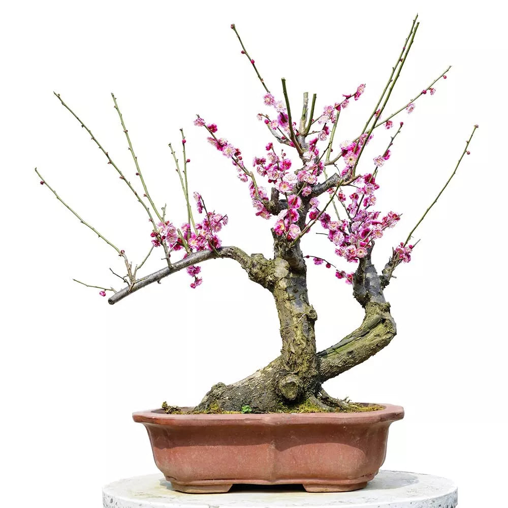 Flowering Plum Bonsai Tree Seeds | 10 Seeds | Prunus triloba | Decorative Flowering Tree for Garden & Indoor