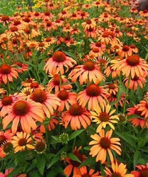 Orange Passion Coneflower Seeds - Echinacea purpurea Perennial Flowers, Drought-Tolerant, Butterfly & Bee Attractant, USA Grown