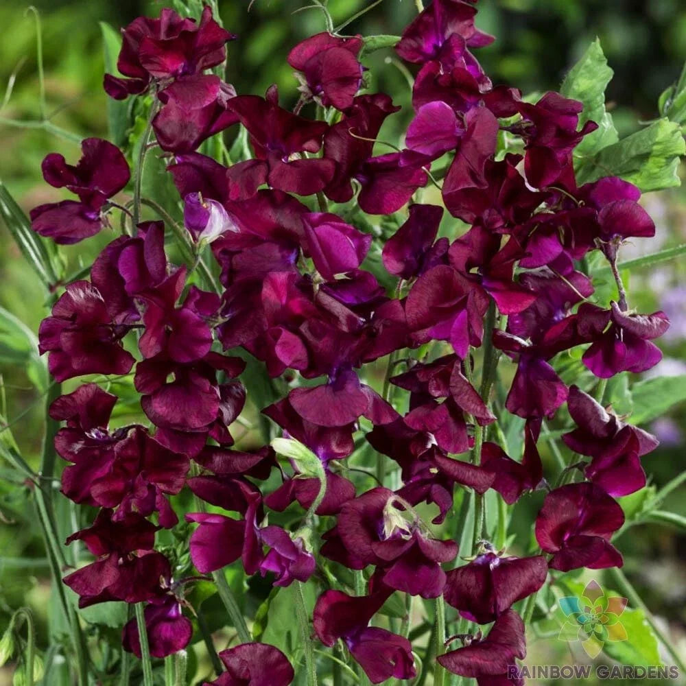 Royal Maroon Sweet Pea Seeds - 50+ Pack, Climbing Vine, Fragrant Deep Maroon Flowers, Lathyrus odoratus, USA Grown