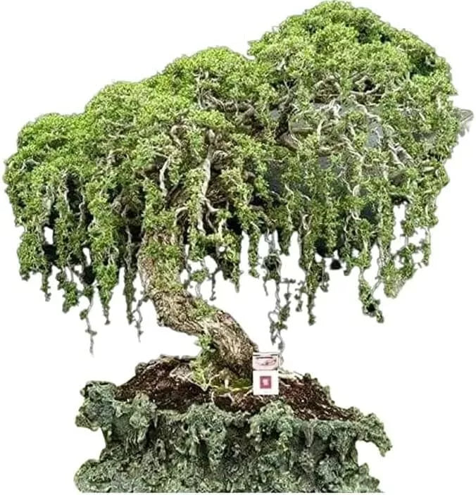 Australian Willow Bonsai Tree Fresh Cutting with Thick Trunks - Salix spp. Indoor Outdoor Plant