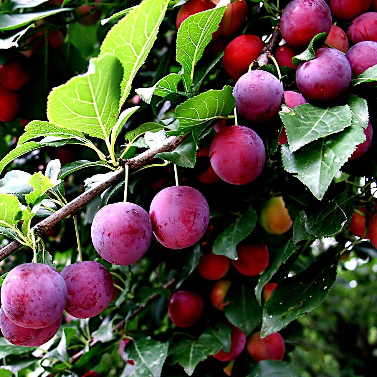 American Plum Tree Seeds - Prunus americana - Hardy Zone 3, Fruit & Flower Plant, Deciduous Tree for Garden & Orchard