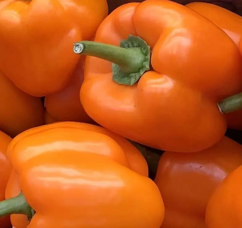 Orange Bell Pepper Seeds - Non-GMO Capsicum annuum for Vegetable Garden, Sweet Orange Sun Variety, 30+ Seeds