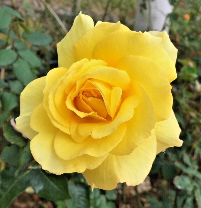 Rose Bush Sunsprite Live Plant 1-2 ft Golden Yellow Floribunda Rosa 'KORresia' Award-Winning Fragrant Shrub