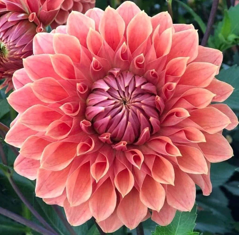Dahlia Flower Seeds - Exotic Mix - 100+ Seeds - Vibrant Colors - Easy to Grow - USA Made