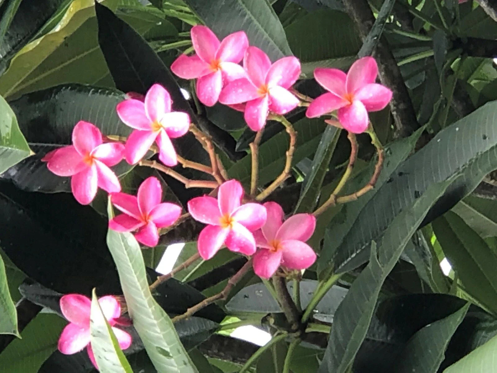 Plumeria Miami Rose Plant – Large Pink Fragrant Flowers, Tropical Frangipani, 6"-10" Bloom, Plumeria rubra
