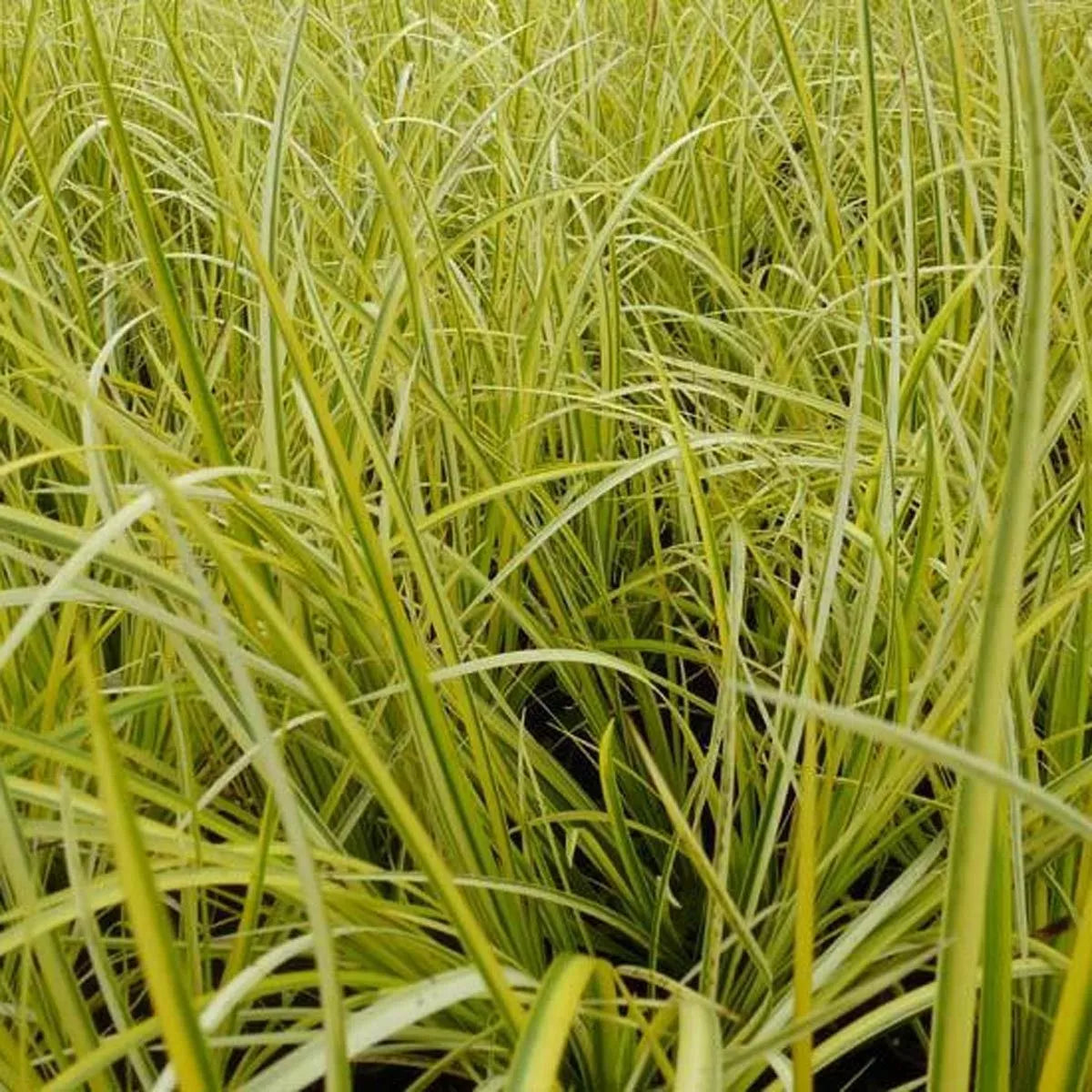 Live Aquatic Marginal Plant – Golden Sweet Flag, Acorus gramineus 'Ogon', Clumping, Pond Edge, Full Sun to Partial Shade