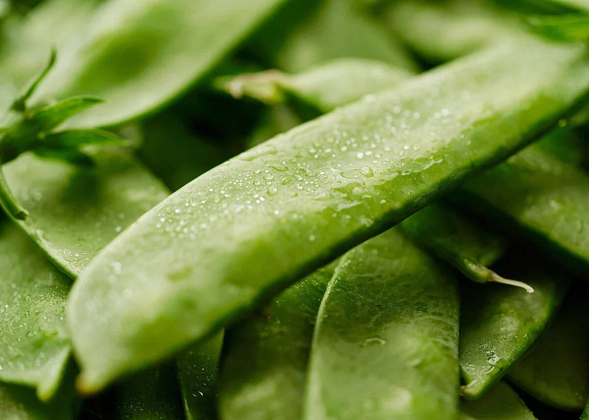 Mammoth Melting Sugar Snow Pea Seeds - Heirloom NON-GMO Garden Seeds