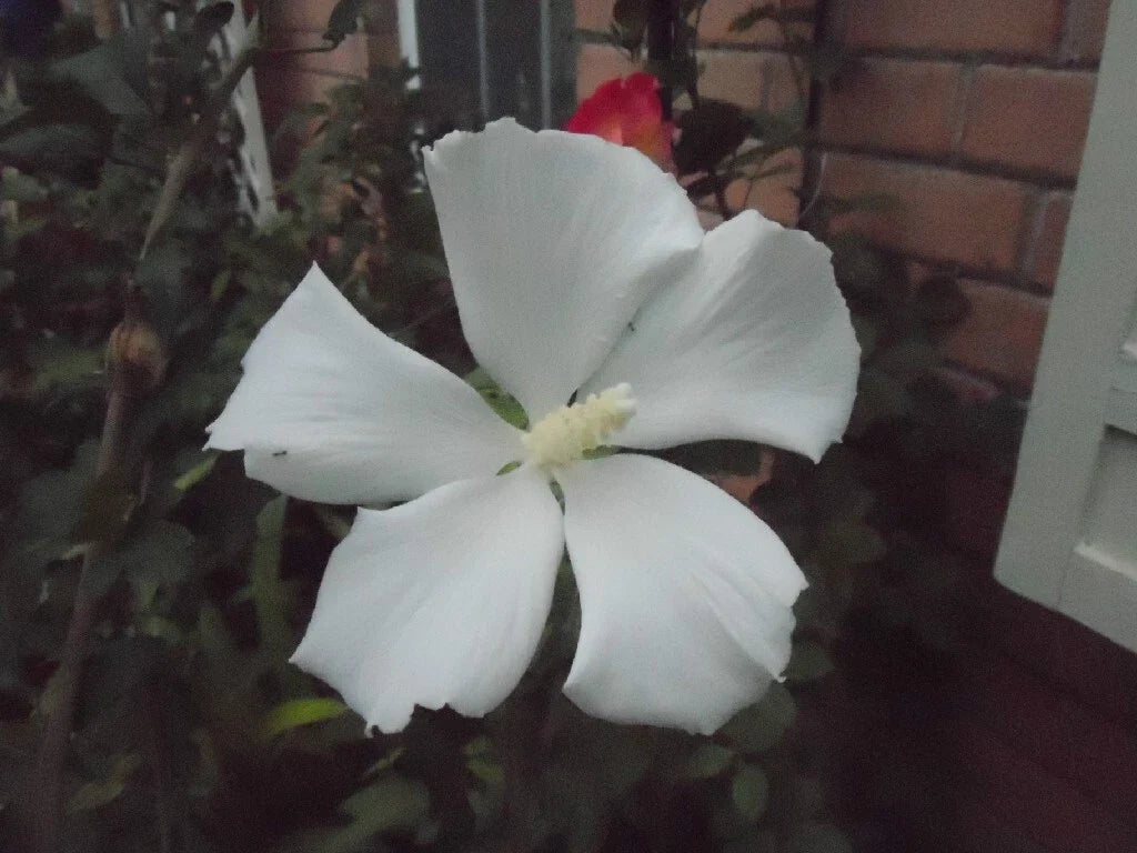 Hibiscus syriacus 'Diana' Cuttings – 6-8" Shrub Althea for Hummingbirds, Perennial, Garden Plant