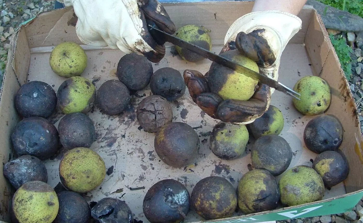 Black Walnut Husks Seeds - Organic Juglans Nigra for Gardening