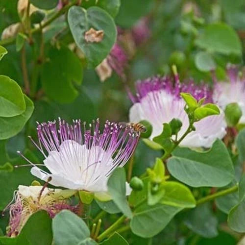 Heirloom Non-GMO Caper Bush Seeds – Mediterranean Flavor, Capparis spinosa, Shrub, 5 Seeds