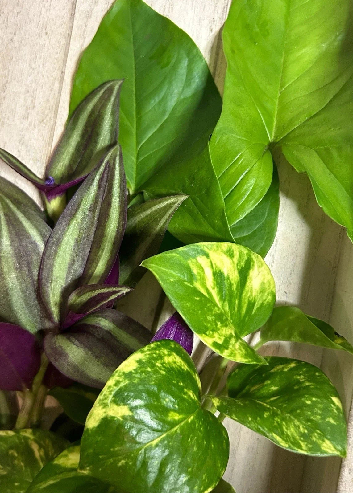 15 Rooted Indoor Houseplant Cuttings – Arrowhead Vine, Pothos, Wandering Jew – Syngonium, Epipremnum, Tradescantia
