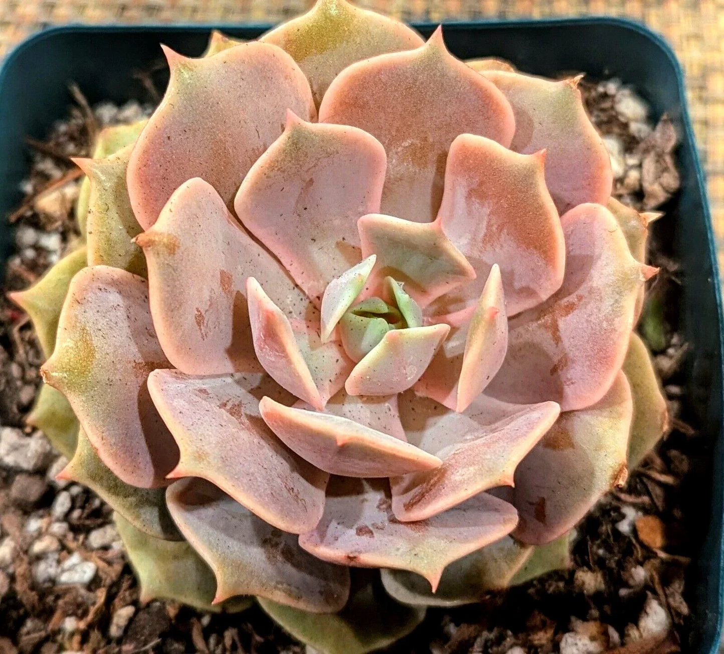 Echeveria Pink Diamond 4 Inch Potted Succulent - Indoor Houseplant