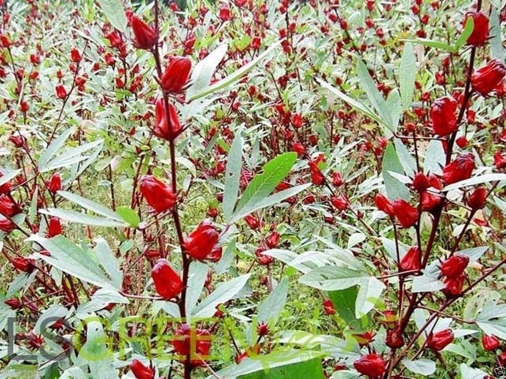 Jamaican Sorrel Seeds - 10 Seeds Hibiscus sabdariffa Florida Cranberry Indian Roselle Culinary Plant