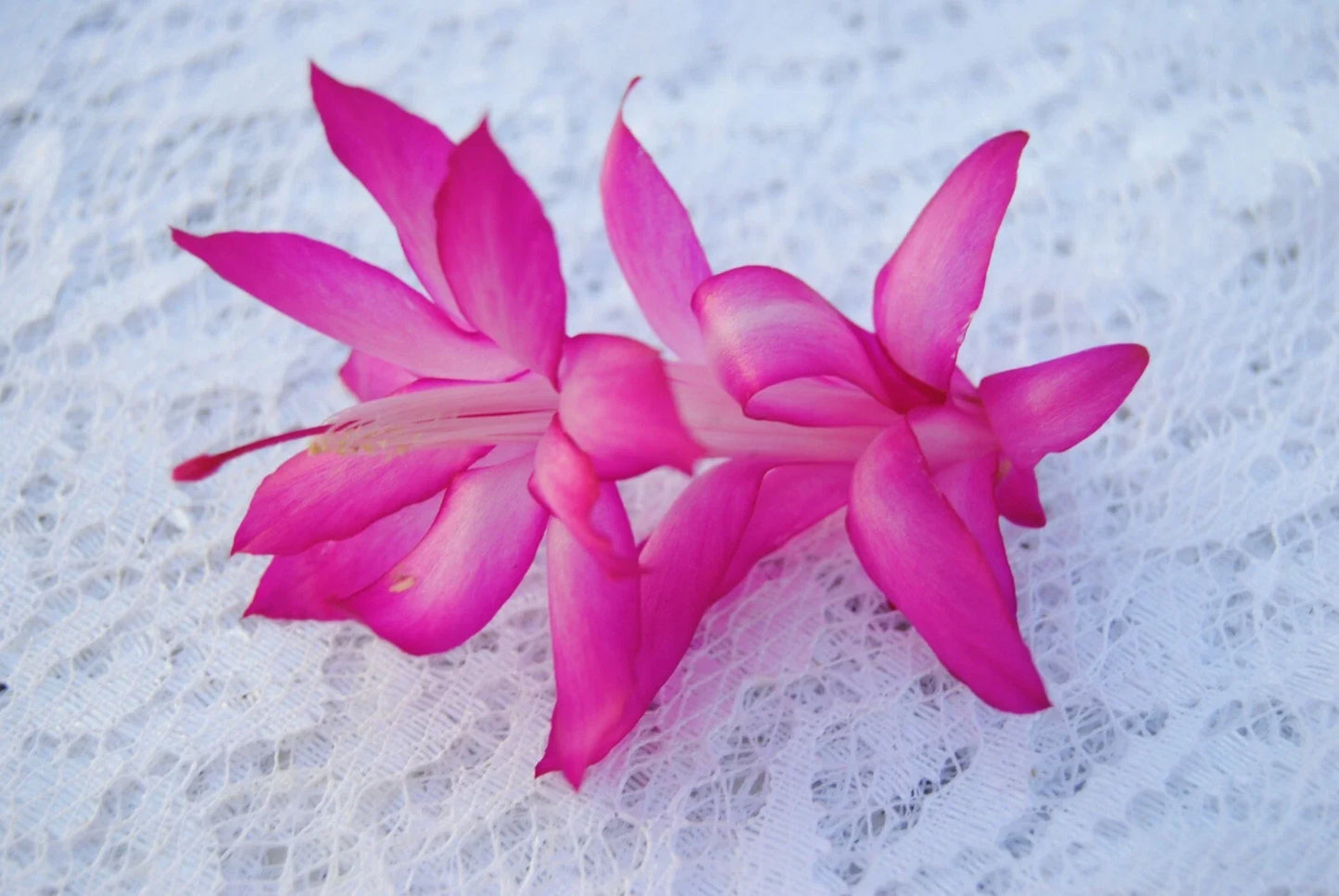 Christmas Cactus Starter Plant - Small Schlumbergera Truncata Holiday Lights Variety - Well-Rooted Indoor Plant