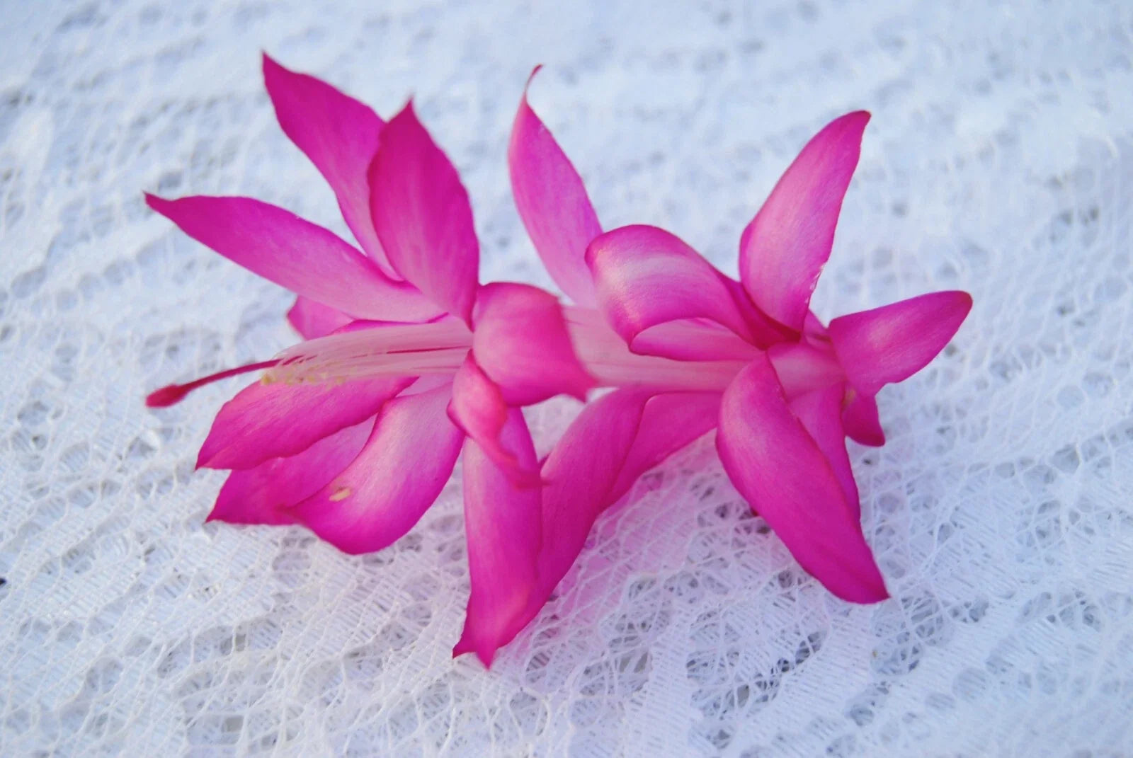 Christmas Cactus Starter Plant - Small Schlumbergera Truncata Holiday Lights Variety - Well-Rooted Indoor Plant