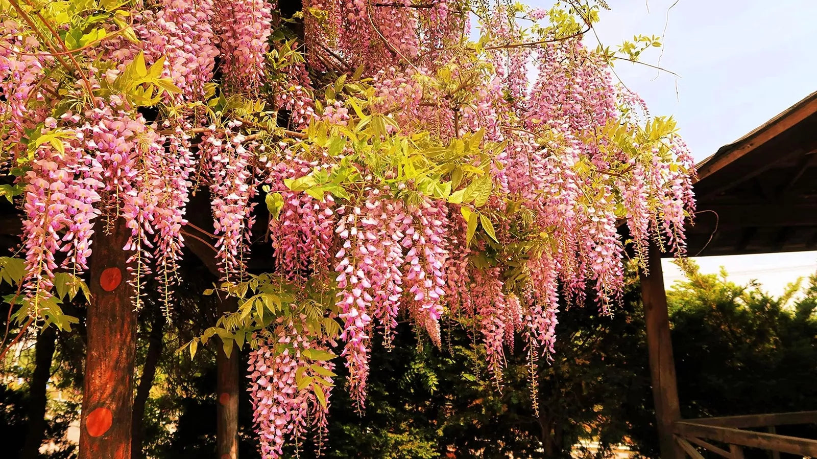 Rare Pink Wisteria Bonsai Tree Seeds - Wisteria floribunda, Climbing Vine, Pink Blossoms, Garden & Indoor Plant Seeds