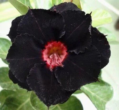 Black Red Desert Rose Seeds – Adenium Obesum – Exotic Perennial Flower Seeds – Drought-Resistant, Full Sun, Container Gardening