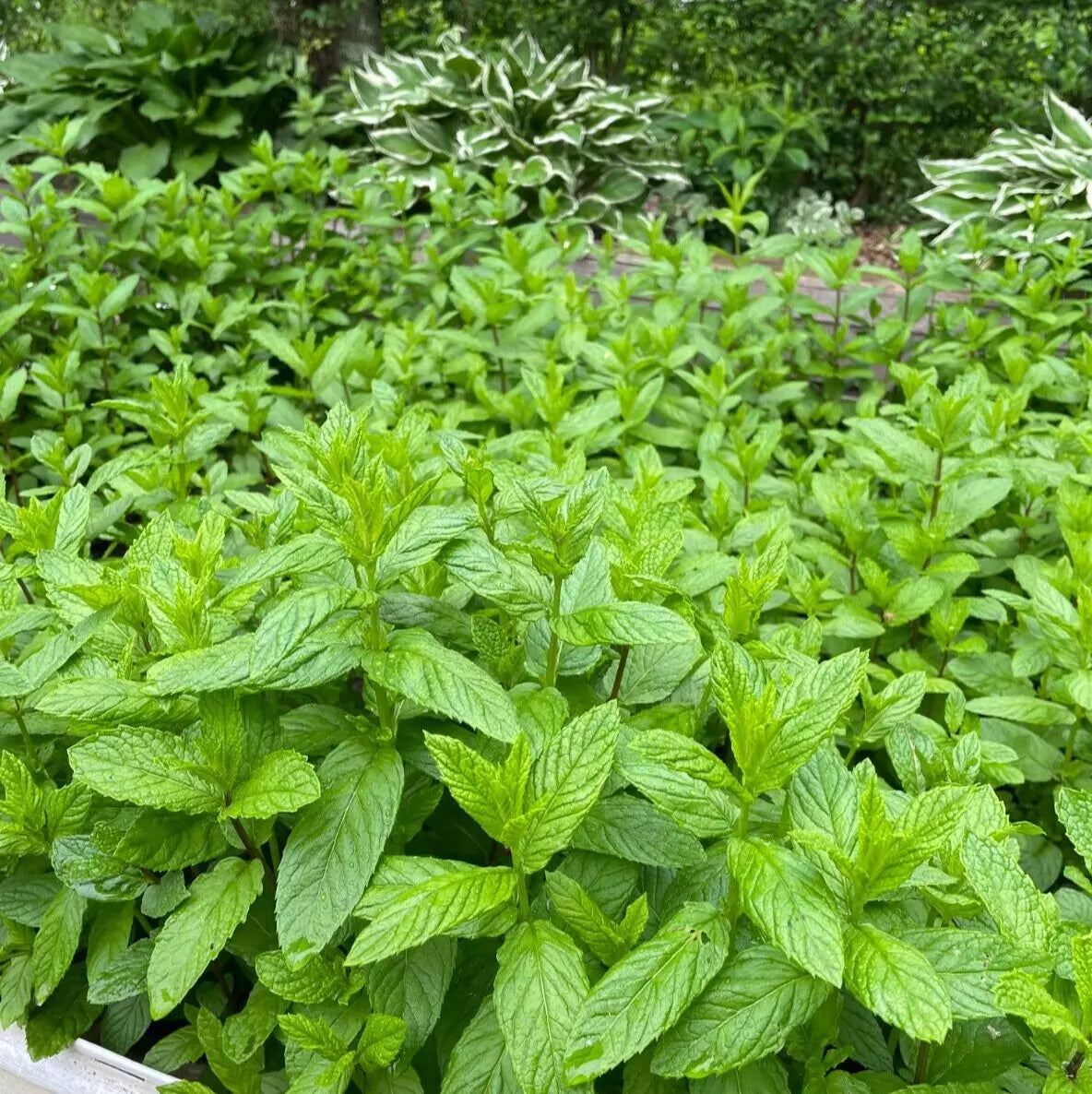 Spearmint Live Plants, Organic Mentha spicata, Bare Root, Indoor/Outdoor Cultivation, Culinary Herb, Fresh Mint