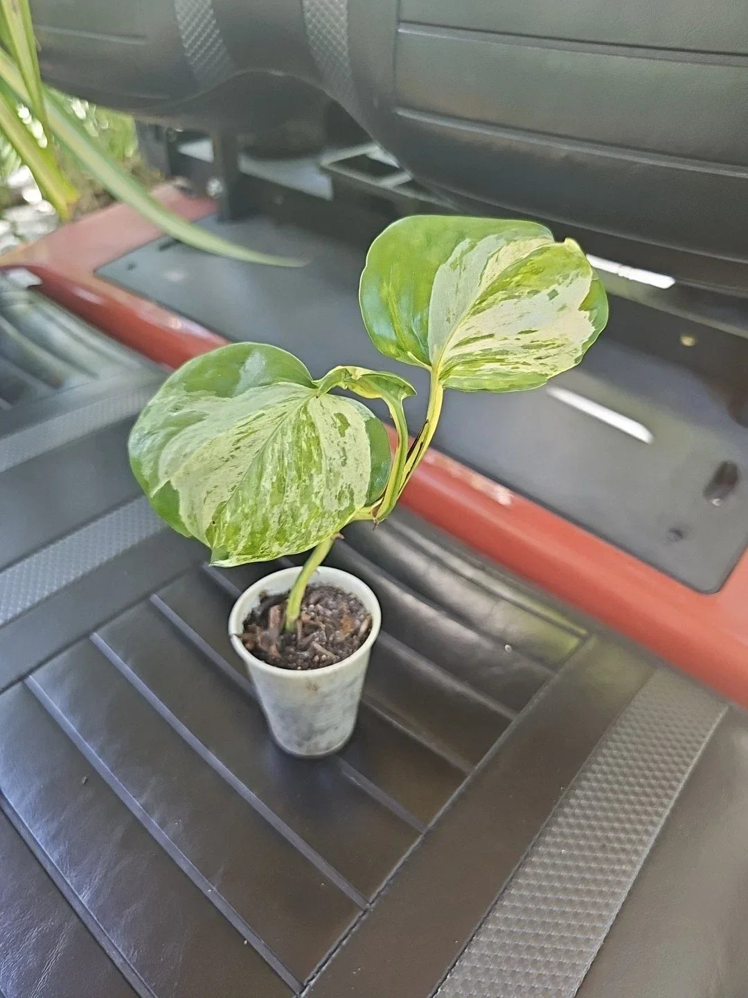 Manjula Pothos Plant - Variegated Epipremnum aureum, Fully Rooted Indoor Houseplant