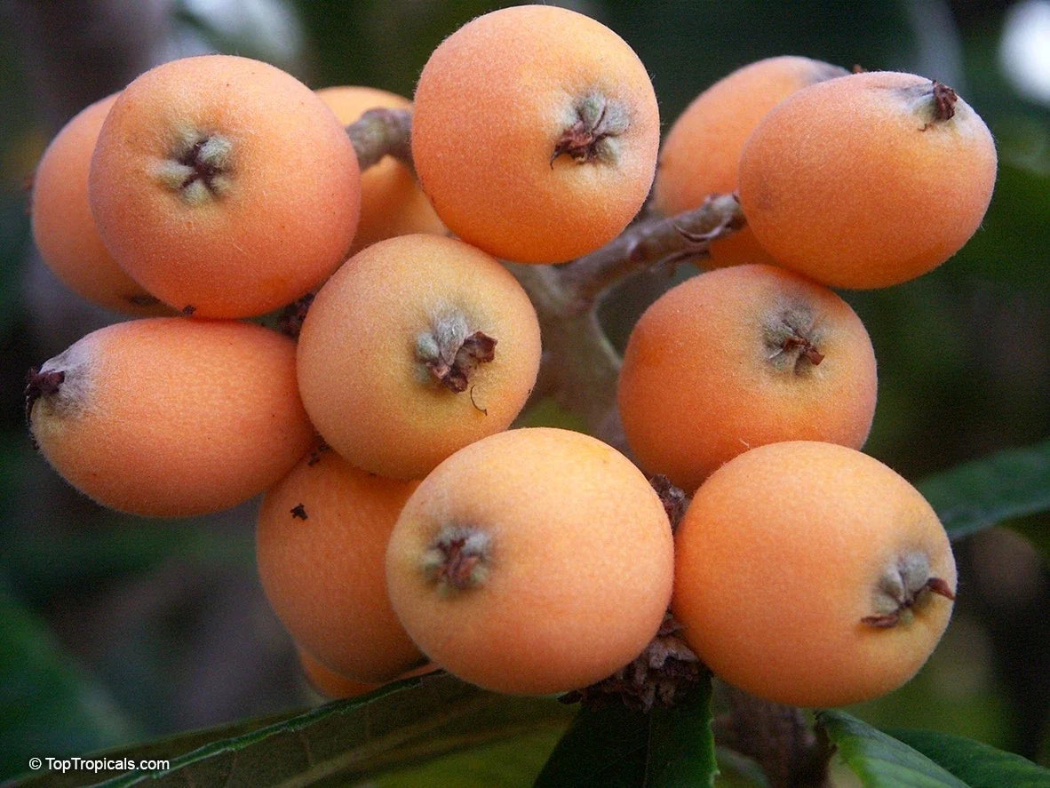 Large Early Red Loquat Tree - 12" Rooted Eriobotrya japonica, Fruit-bearing, Evergreen, Garden Tree