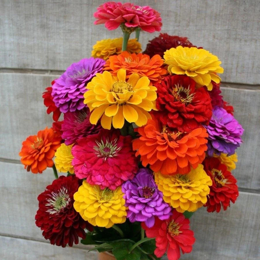 California Giant Zinnia Seeds - Rainbow Rose Color - Zinnia elegans Flower Seeds for Garden Beds & Borders