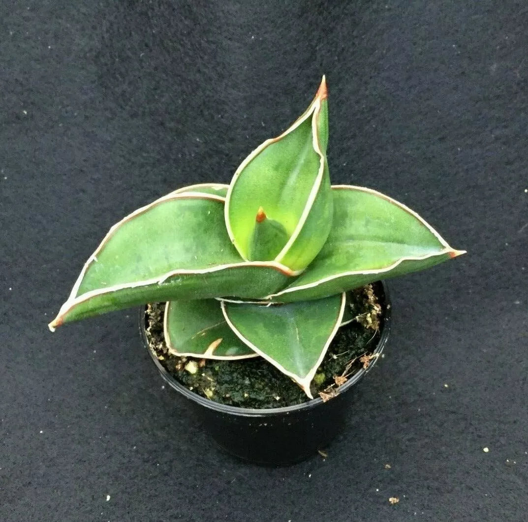 Sansevieria Ehrenbergii 'Samurai Dwarf' Rooted Plant 2" Pot, Compact Indoor Snake Plant, Easy-Care, Drought Tolerant, Air Purifying