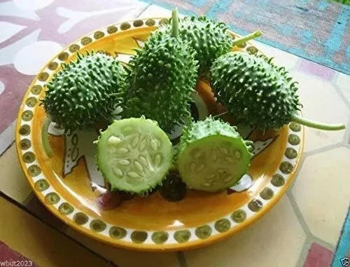 West Indian Gherkin Seeds - 100+ Heirloom Burr Spike Cucumber Seeds