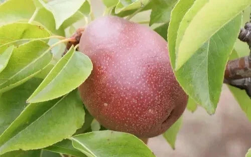 25+ Seckel Pear Seeds for Planting - Dwarf Pyrus communis Fruit Seeds for Home Garden