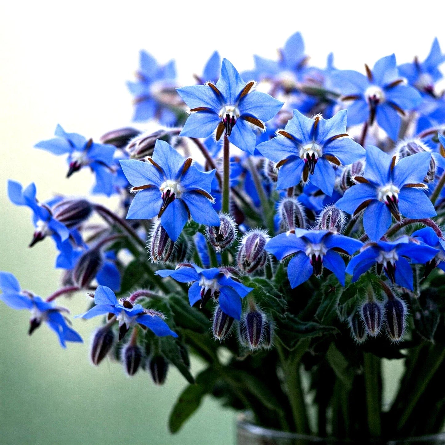 Blue Borage Seeds - 300+ Count, Pest-Repellent Herb Flower, Borago officinalis, Attracts Pollinators, Easy to Grow