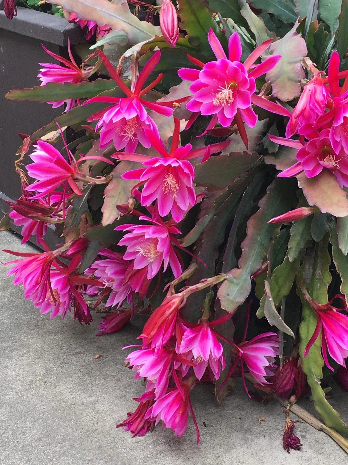 Pink Epiphyllum Orchid Cactus Cuttings 6-10" | Epiphyllum oxypetalum Succulent Plant for Indoor & Outdoor Gardening