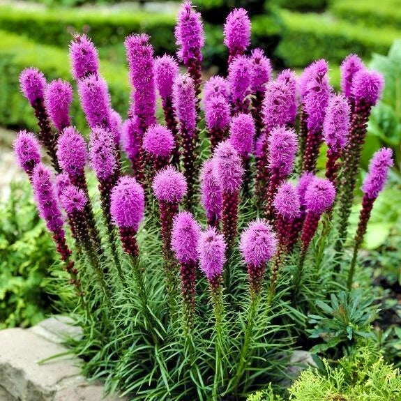 Blazing Star Seeds - 100+ Marsh Dense Gay Feather Wildflower Liatris spicata for Pollinators