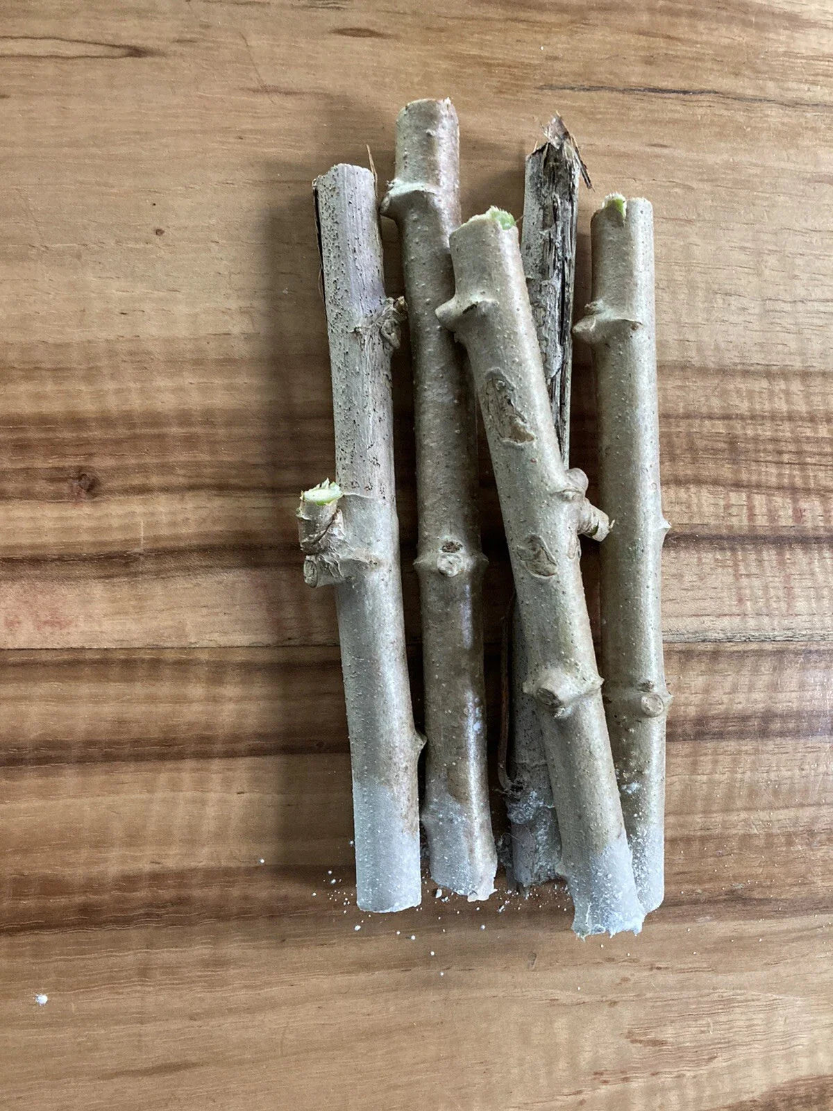 Yuca Cassava Stem Cuttings - 5 Healthy Manihot esculenta Gardening Propagation Material