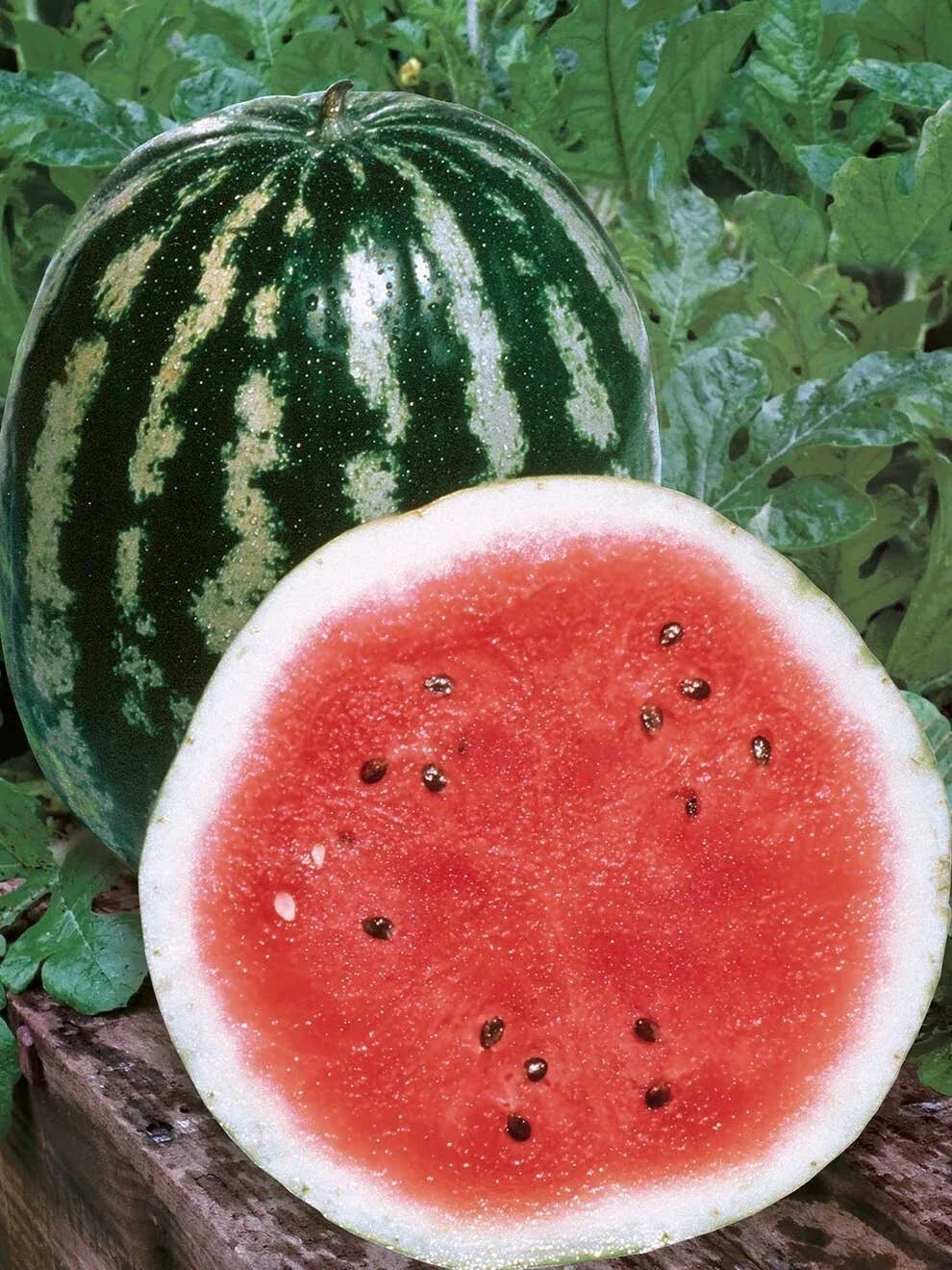 Crimson Sweet Watermelon Seeds - 25 Non-GMO Citrullus lanatus for Home Garden, Juicy, Sweet, Disease-Resistant, Free Shipping