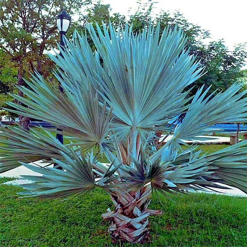Mexican Blue Hesper Fan Palm Seeds - Grey Goddess, Cold Hardy Tropical, Brahea armata, 5 Seeds