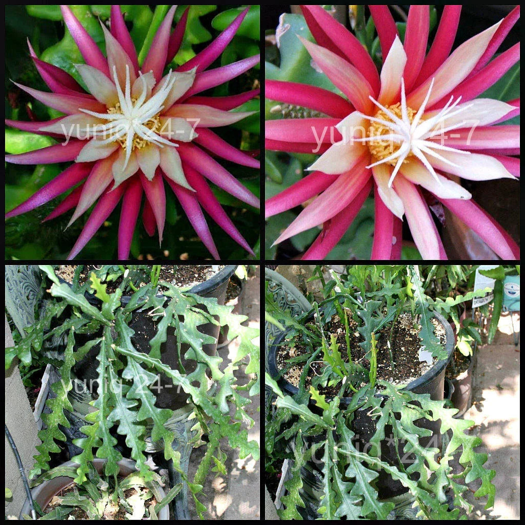 Ric Rac Cutting Orchid Cactus - Cryptocereus anthonyanus Fish Bone Succulent Plant Cutting